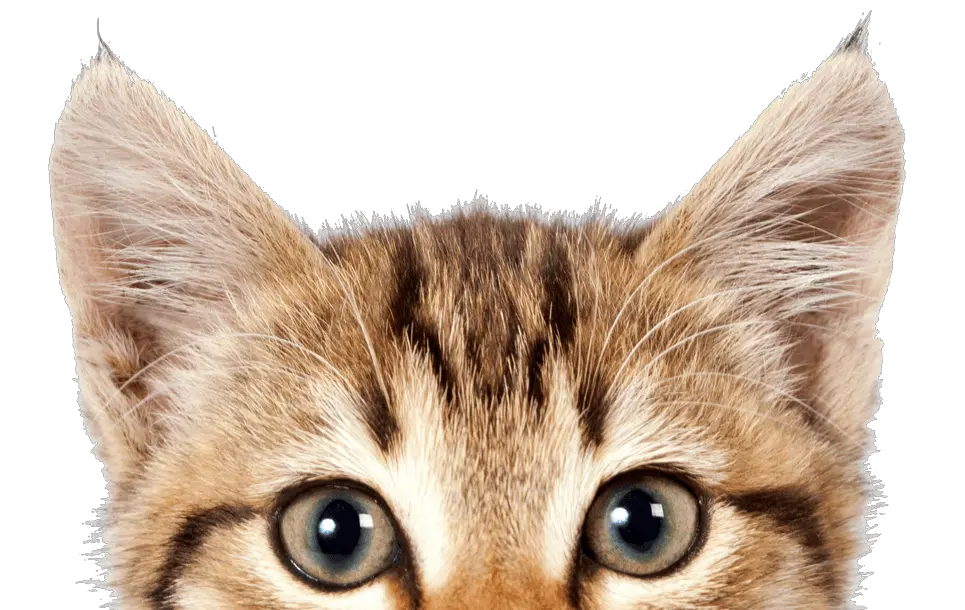 Meme Cat Png