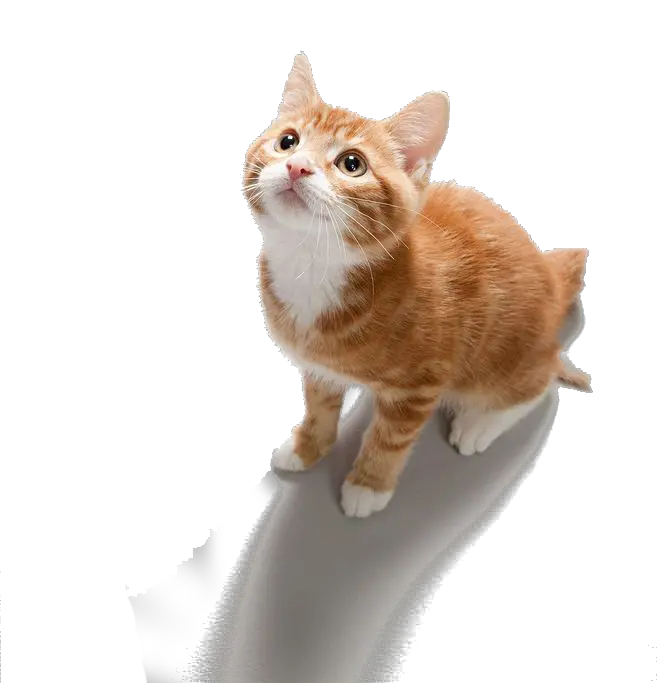 Cat Arm Png