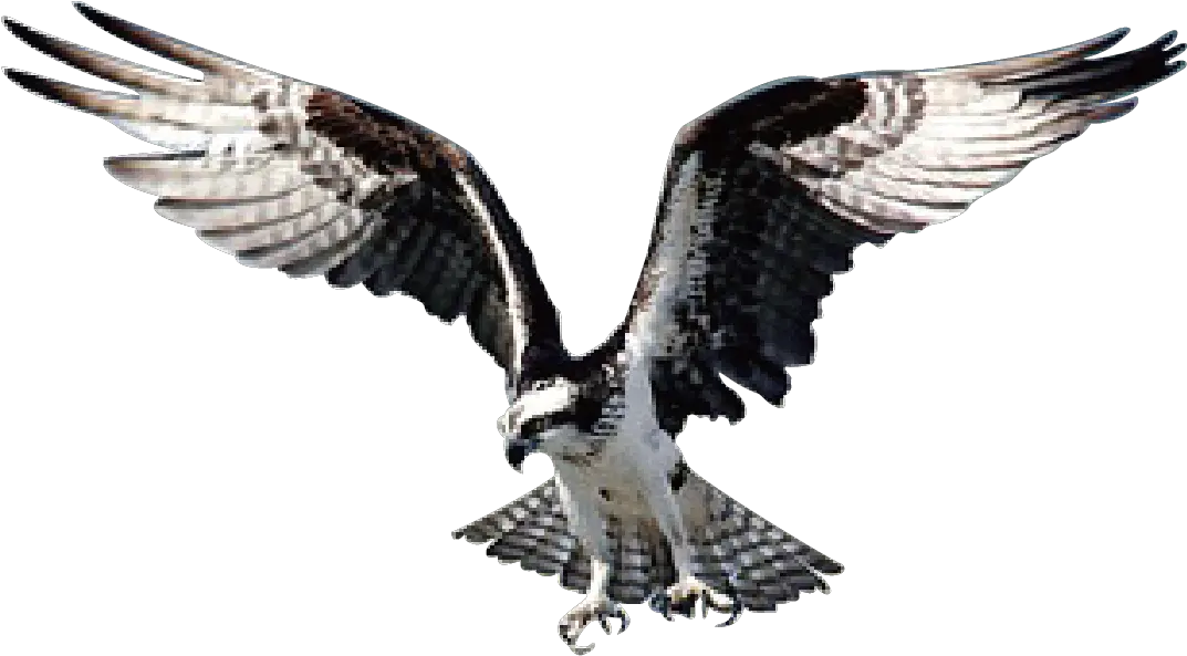 Download Hawk Png Image For Free White Tailed Hawk With Transparent Background Hawk Png