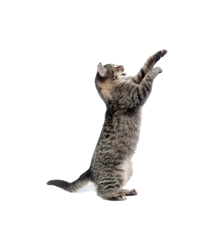 Cats Logo Png