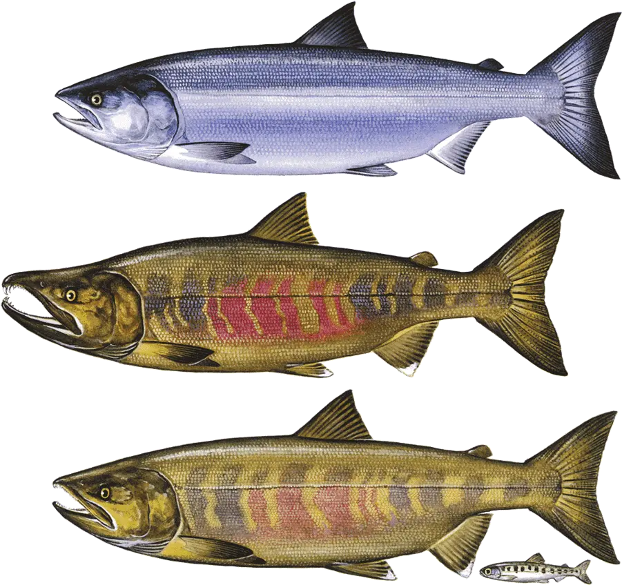 Fish Jumping Out Of Water Png Chum Salmon Png Chum Salmon Salmon Transparent Background