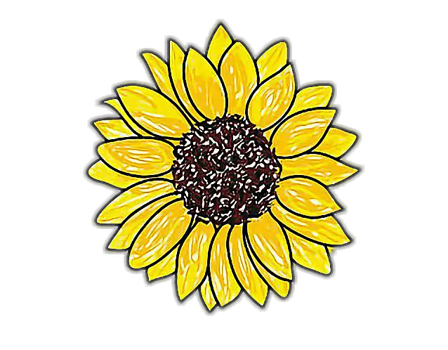 Aesthetic Sunflower Drawing Png