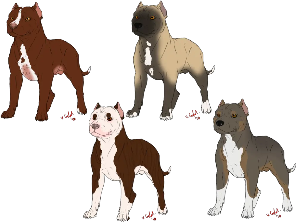 Drawn Pitbull Bully American Bull Pitbull Itbull Bully Png Pit Bull Png