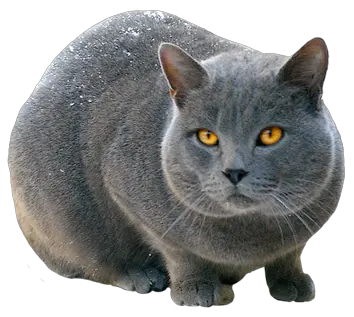 Anime Cat Png