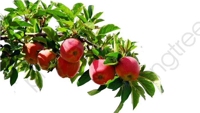 Apple Tree Branch Clipart Apple Tree Branch Png Branch Png