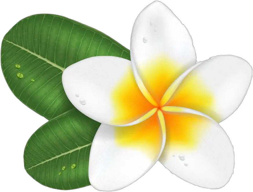 Flowers Rose Flower Png Clipart Frangipani Png Plumeria Png