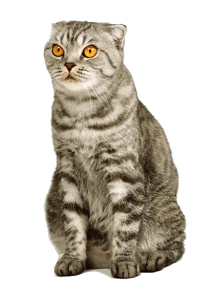 Maxwell Cat Png