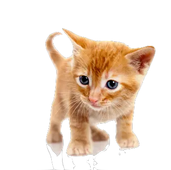 Cat Ears Transparent Png