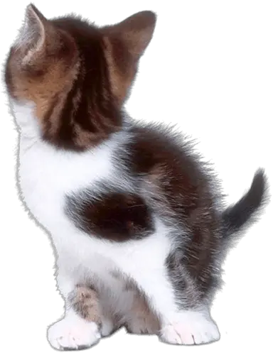 Cat Clipart Png