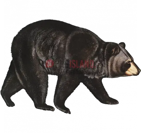 Bear Png Image With Transparent Background Photo 325 My Patronus Is A Bear Bears Png