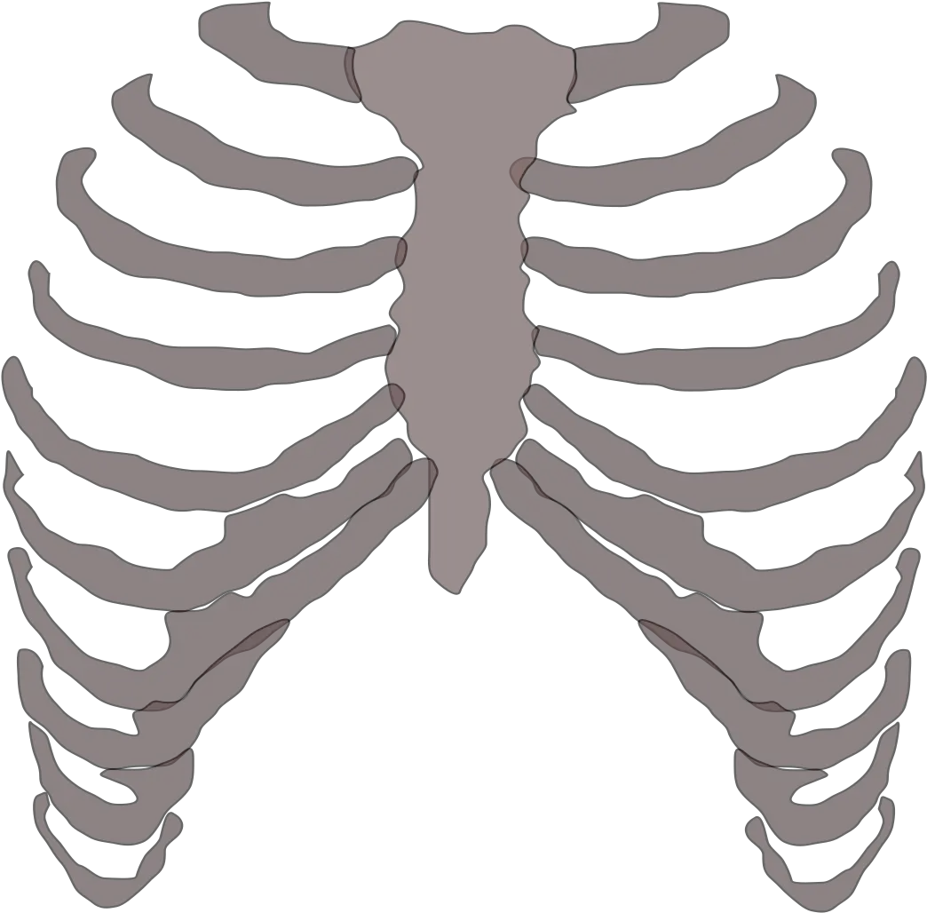 Rib Cage Png 1 Image Rib Cage Transparent Background Cage Transparent Background