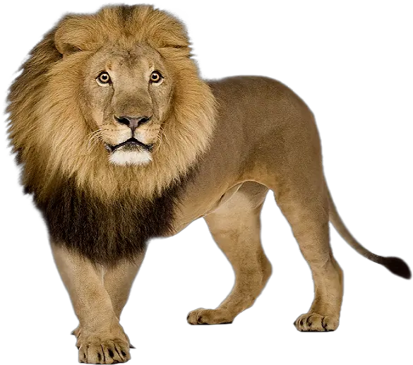 Lion Png Images Free Download Lions Lion Png Lion Face Png