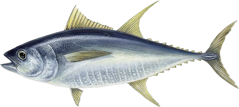 Atlantic Salmon Nautic Seafood Tuna Fish Png Salmon Transparent Background