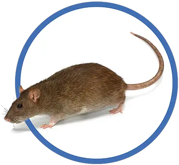 Pest Control Services Axiom Eco Pest Control United States Brown Rat Png Mouse Rodent Icon