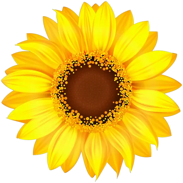 Yellow Sunflower Png