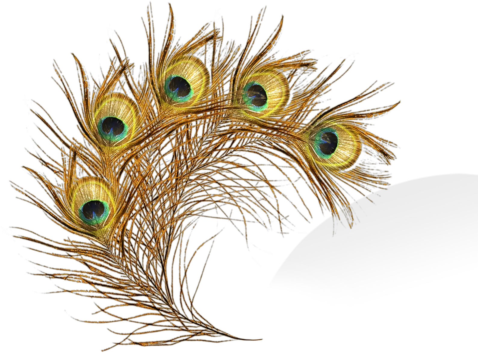 Feathers Clipart Peacock Gold Peacock Feathers Png Feather Transparent Background