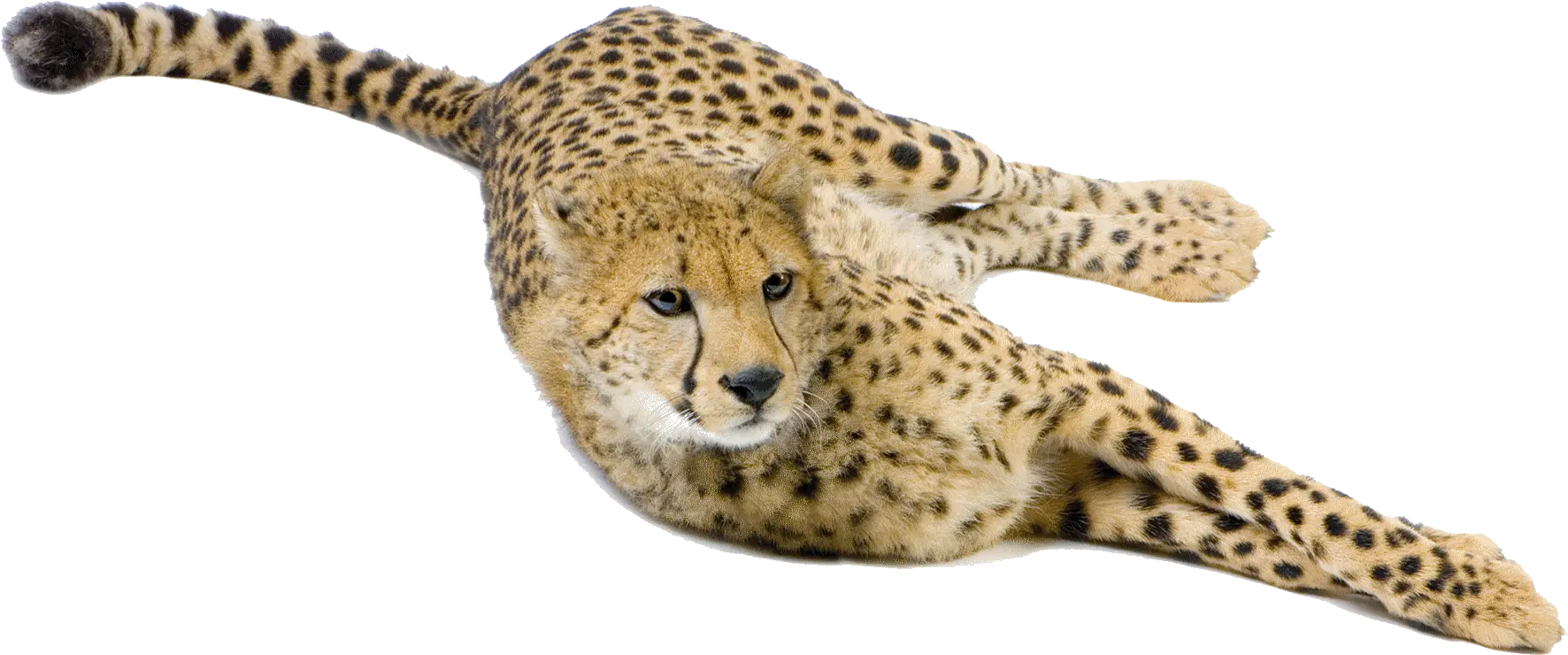 Cheetah Big Cat Terrestrial Animal Snout Cheetah Png Cheetah Cheetah Png