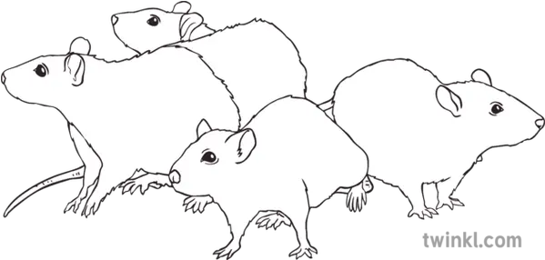 The Rats Black And White Illustration Twinkl Hand Love Black And White Clipart Png Rats Png