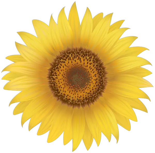 Sunflowers Transparent Png