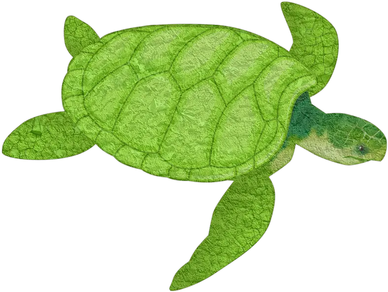 Turtle Animal Sea Free Image On Pixabay Sea Turtle Clip Art Png Ridley Png