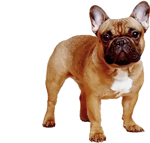 Dog Gif Jak Wyglda Buldog Francuski Png Transparent Dog Gif