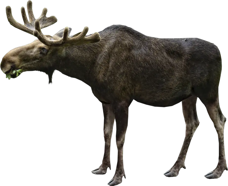 Moose Eating Png Image Purepng Free Transparent Cc0 Png Moose Png Eating Png