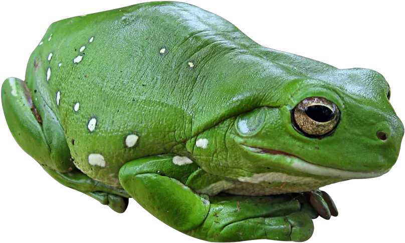 Frog Png Transparent Image Frog Transparent Png Frog Icon Png