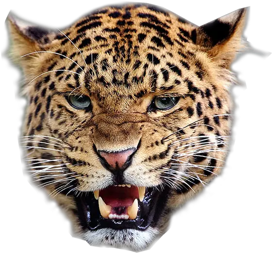 Angry Leopard Transparent Background Free Png Images Cheetah Face Transparent Background Nose Transparent Background