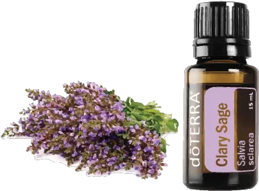 Clary Sage U2013 Essential Oils And Yoga Clary Sage Essential Oil Doterra Png Sage Png