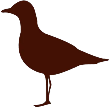 Sea Bird Silhouette Silueta De Una Ave Png Bird Silhouette Png