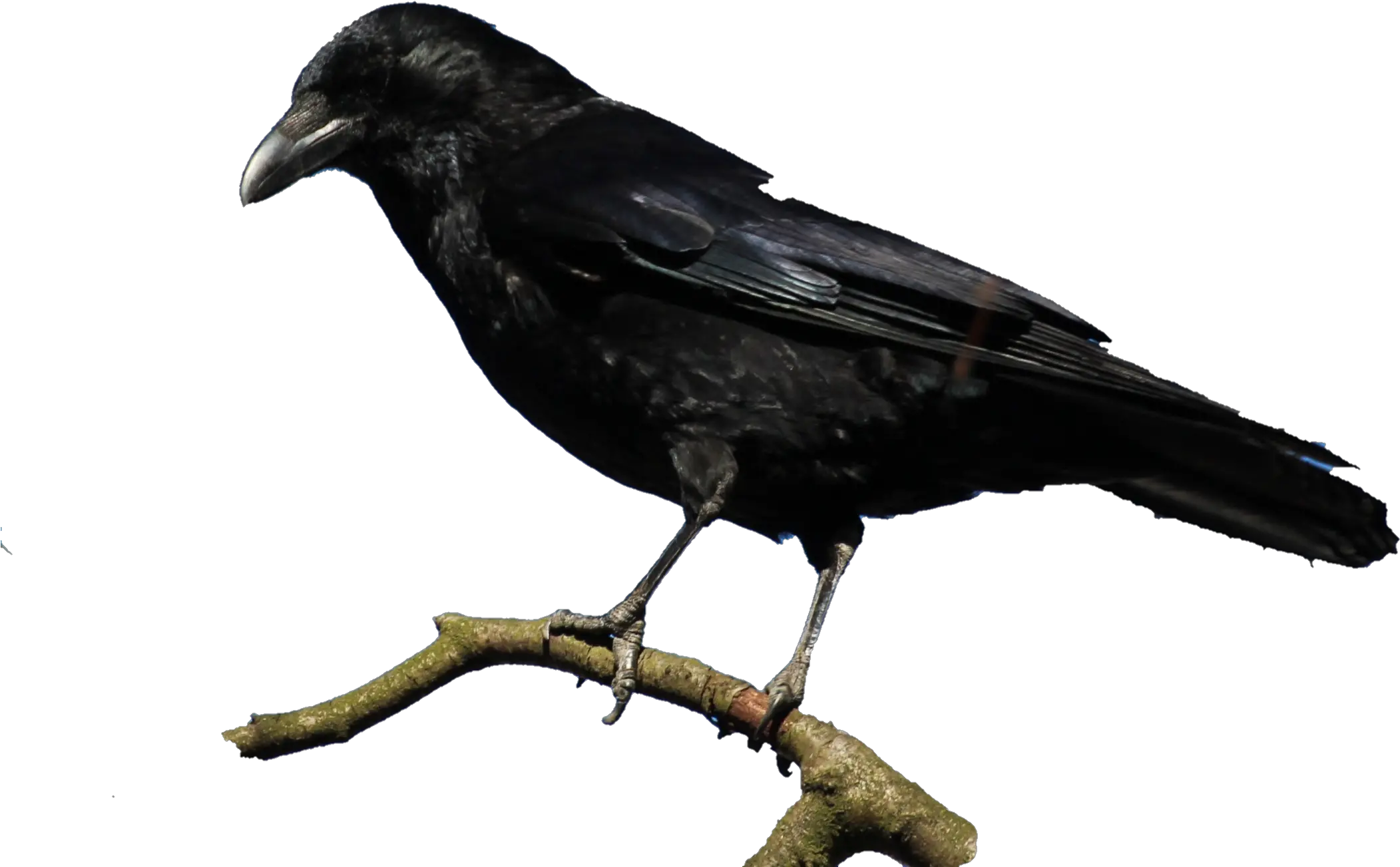 Investigation And Consultation Raven International Llc Png Raven Transparent Background