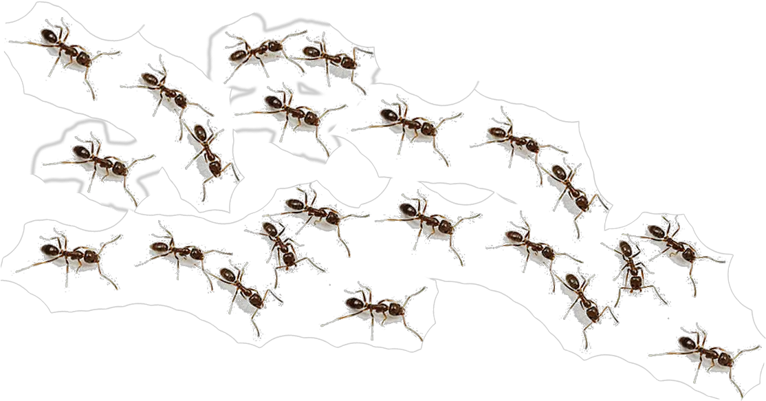 Ants Png Images Free Download Ant Transparent Background Ants Clipart Ants Png