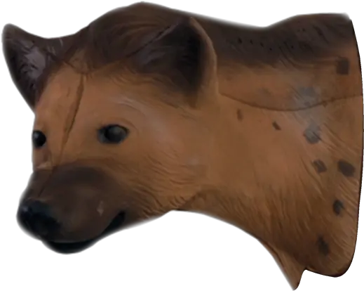 Download African Hyena Head Hyena Full Size Png Image Hyena Head Png Hyena Png