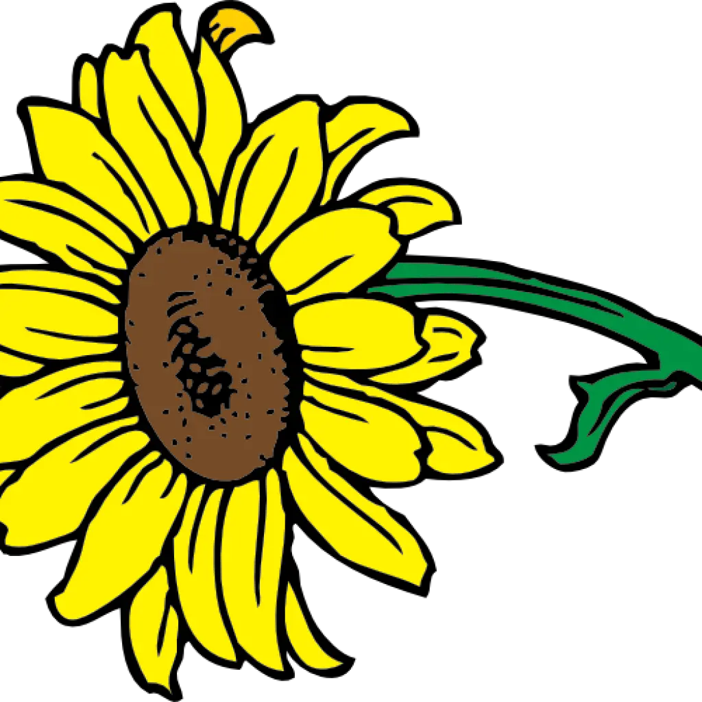 Sunflower Quote Png