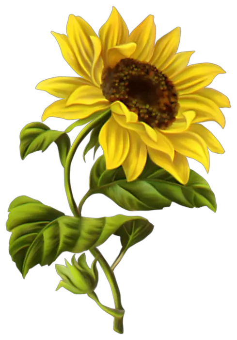 Sunflower Png Watercolor