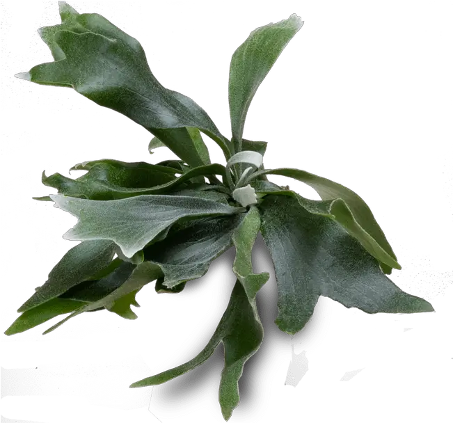 Staghorn Fern Staghorn Ferns Png Fern Leaf Png