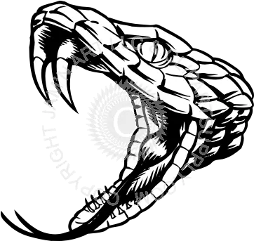 Download Snake Fangs Png Clip Royalty Rattlesnake Black And White Fangs Png