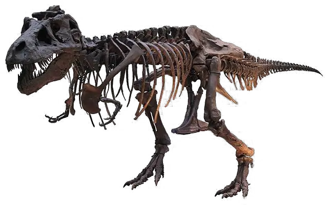 Tyrannosaurus Rex Png Free Download Arts Dinosaurs Museum Of Natural History Dinosaur Skull Png