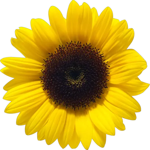 Sunflower Png File