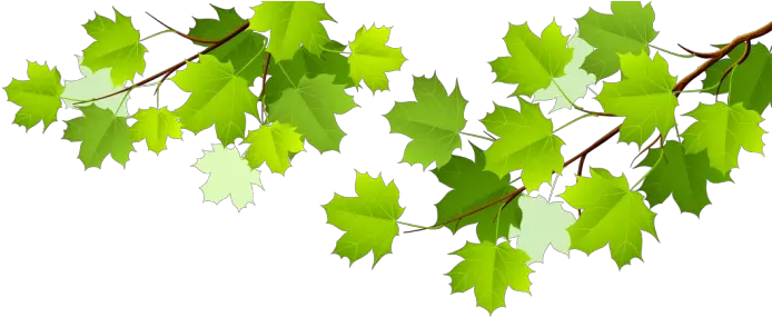 Leafs Png Vector Clipart