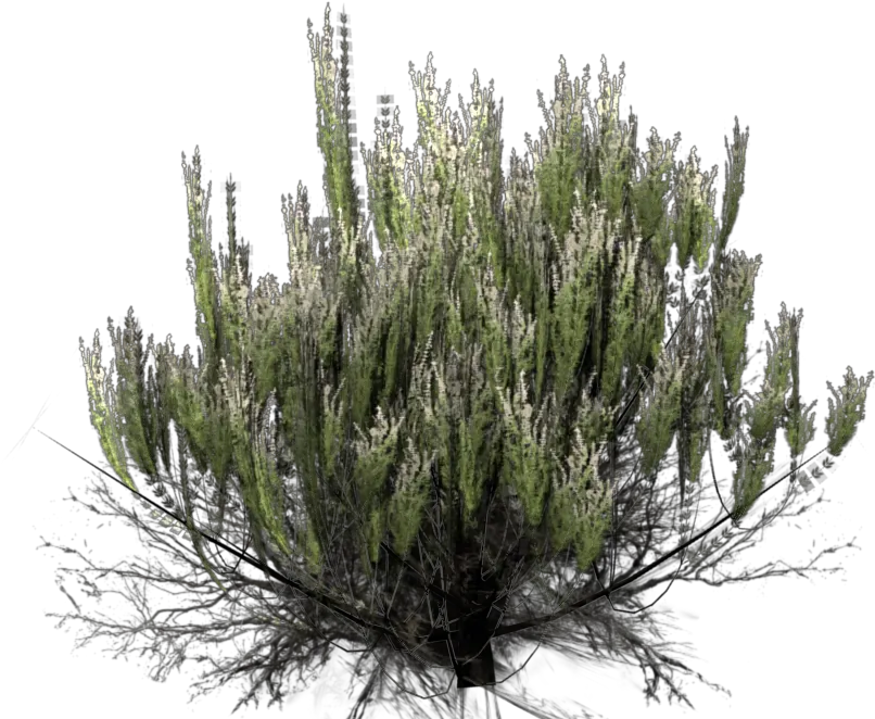 Desert Bush Transparent Background Png Transparent Desert Plant Png Shrub Transparent Background