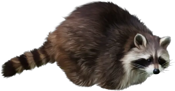 Png Image With Transparent Background Transparent Background Raccoon Png Gif Raccoon Transparent Background