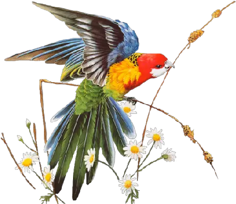 Parrot Birds Png Image 267 Pngmix Mensagens De Bom Dia Parrot Transparent