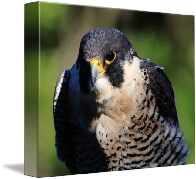 Peregrine Falcon Png Transparent Portable Network Graphics Falcon Transparent