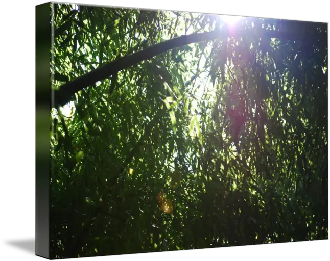 Through The Bamboo By David Soto Sunlight Png Bamboo Frame Png