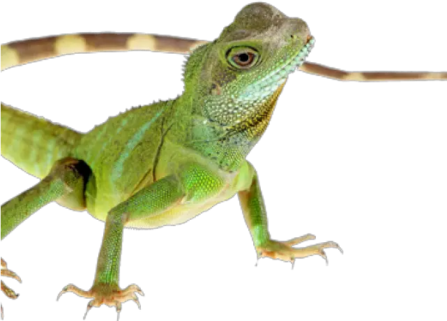 Clipart Chipkali Cute Chipkali Png Lizard Transparent