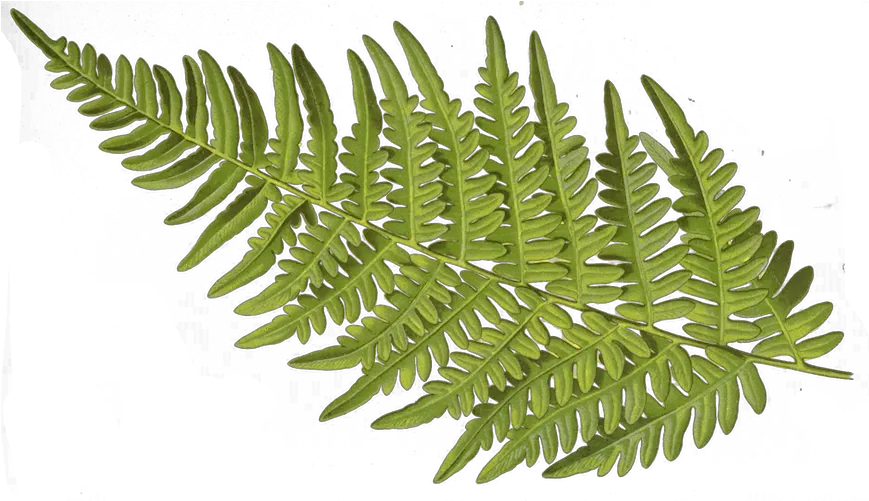 Bright Aljanh Ostrich Fern Png Fern Png