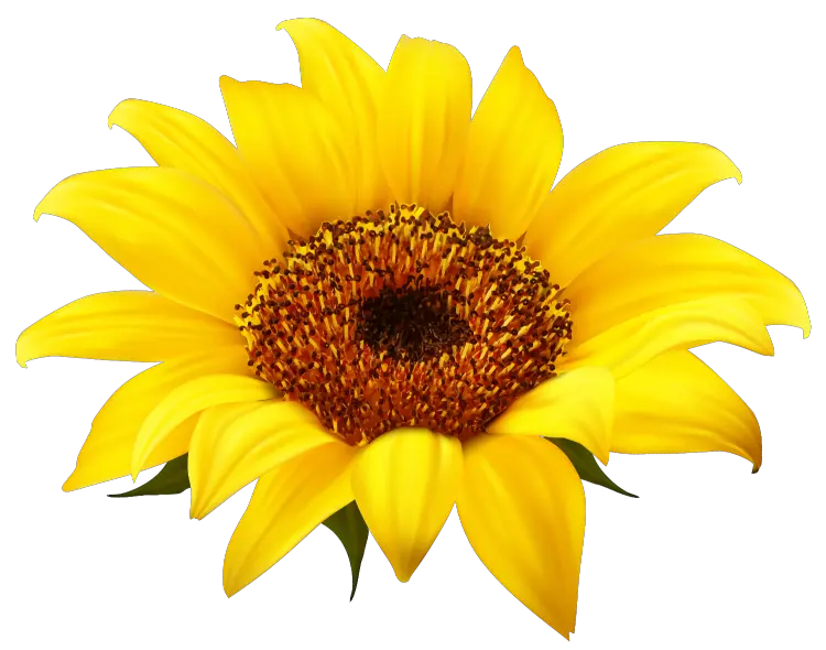 Sunflower Painting Png