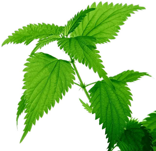 Nettle Png Hojas De Plantas Medicinales Nature Png