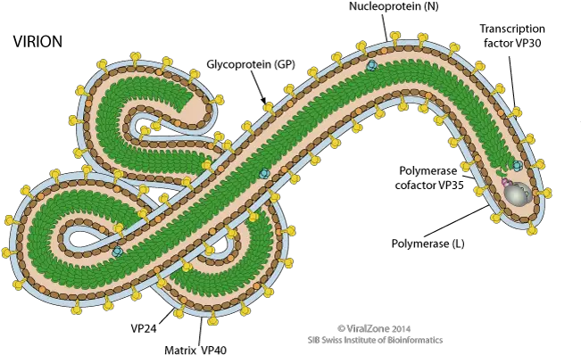 Ebola Viruspng Silverbirdtv Ebola Virus Structure Virus Png